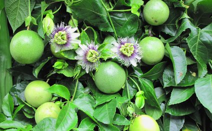 Passion Flower Fruit Plant